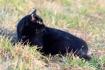 Image showing Cat lying on meadow