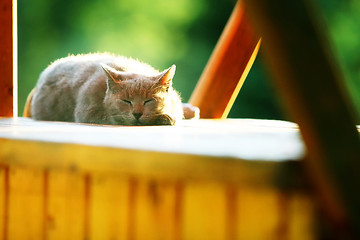 Image showing Cat sleeping on empty wooden stand
