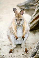 Image showing Front view of kangaroo sitting on ground