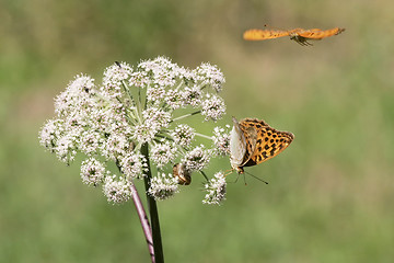 Image showing Butterflies in nature