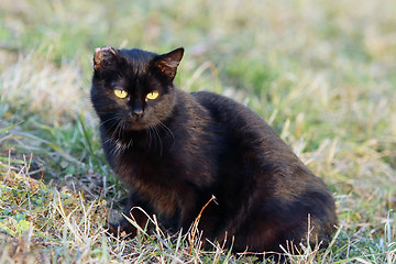 Image showing Black cat sitting in grass