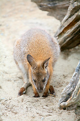 Image showing Kangaroo in zoo