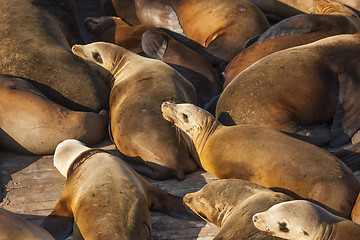 Image showing Sea lions resting on dock