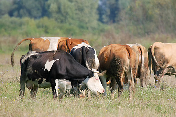 Image showing Cows grazing on meadow