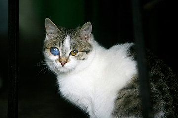 Image showing Cat with disfigured eye