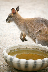 Image showing Kangaroo next to bowl of water