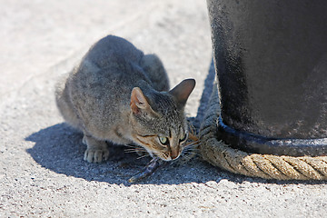 Image showing Grey cat eating fish