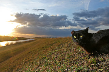 Image showing Black cat lying on meadow at sunset