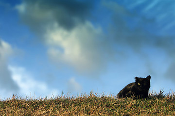 Image showing Black cat lying on meadow