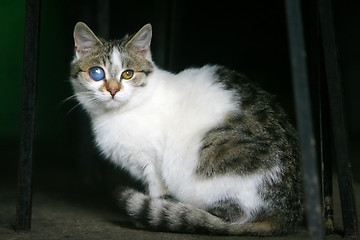 Image showing Close up of cat with disfigured eye