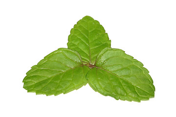 Image showing Three mint leaves