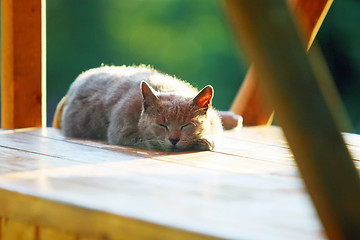 Image showing Cat sleeping on wooden stand