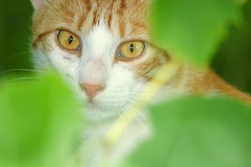 Image showing Orange and white cat in leaves