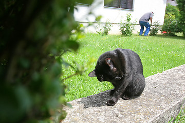 Image showing Black cat cleaning herself