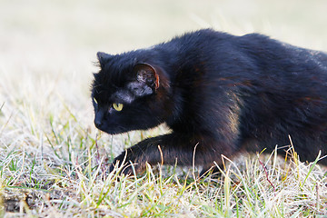 Image showing Close up of black cat sneaking in grass