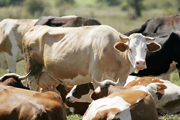 Image showing Flock of cows resting on meadow
