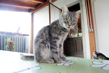 Image showing Grey cat on table