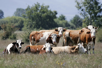 Image showing Flock of cows on meadow