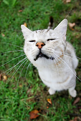 Image showing Grey cat sitting on grass