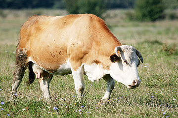 Image showing Cow grazing on meadow