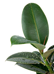 Image showing Ficus Leaves