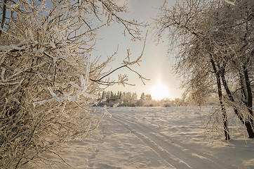 Image showing trees covered with hoarfrost against the blue sky