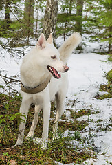 Image showing White dog husky in a winter forest 