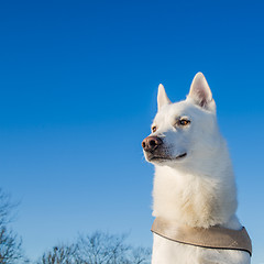 Image showing Portrait of a white dog