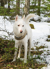 Image showing White dog husky in a winter forest 