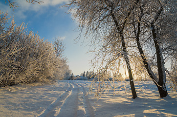 Image showing trees covered with hoarfrost against the blue sky