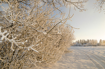 Image showing trees covered with hoarfrost against the blue sky