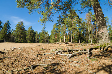 Image showing Spring landscape in a Baltic wood