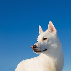 Image showing Portrait of a white dog