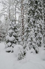 Image showing Winter snow covered trees. Viitna, Estonia. 