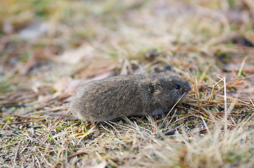 Image showing Mouse vole, close-up