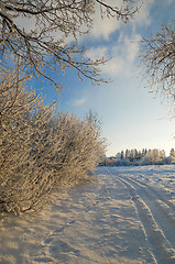 Image showing trees covered with hoarfrost against the blue sky