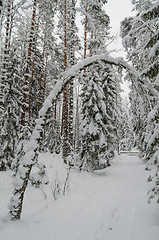 Image showing Winter snow covered trees. Viitna, Estonia. 