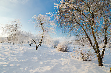 Image showing trees covered with hoarfrost against the blue sky