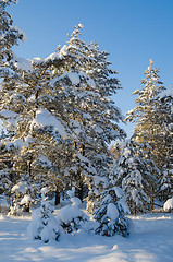 Image showing Winter snow covered trees against the blue sky. Viitna, Estonia.