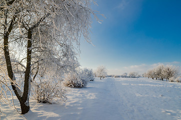 Image showing trees covered with hoarfrost against the blue sky