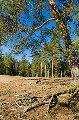 Image showing Spring landscape in a Baltic wood