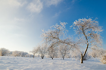 Image showing trees covered with hoarfrost against the blue sky
