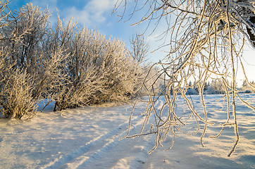 Image showing trees covered with hoarfrost against the blue sky