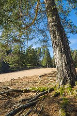 Image showing Spring landscape in a Baltic wood