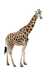 Image showing Giraffe