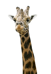 Image showing Giraffe