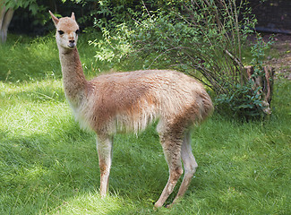 Image showing Young guanaco
