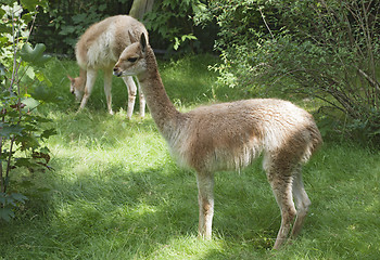 Image showing Young guanaco