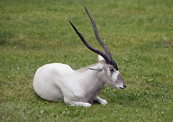 Image showing Addax nasomaculatus