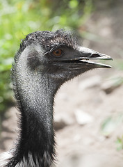 Image showing Shaggy ostrich